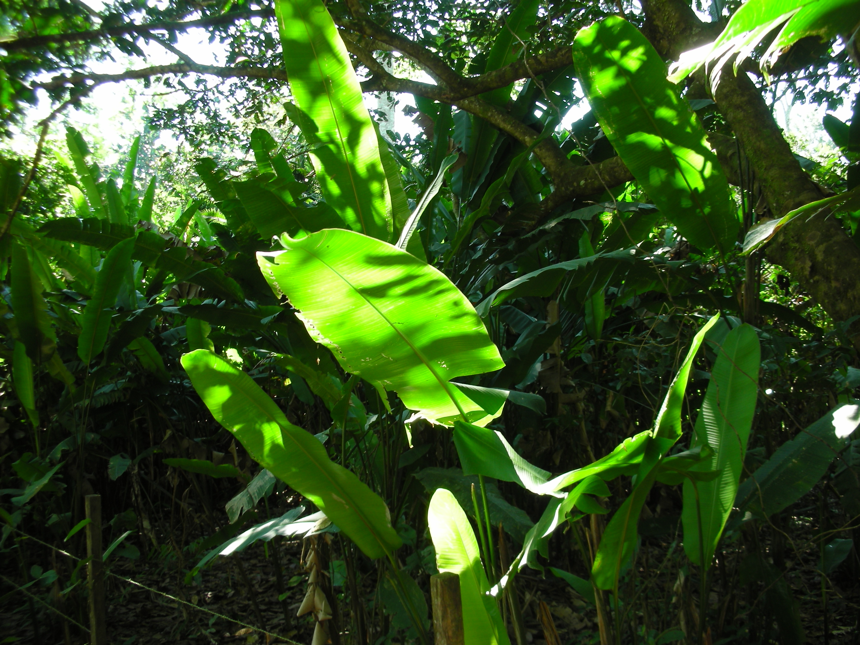 Leaves